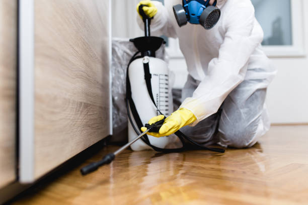 Best Wasp Removal Services  in Concord, MO