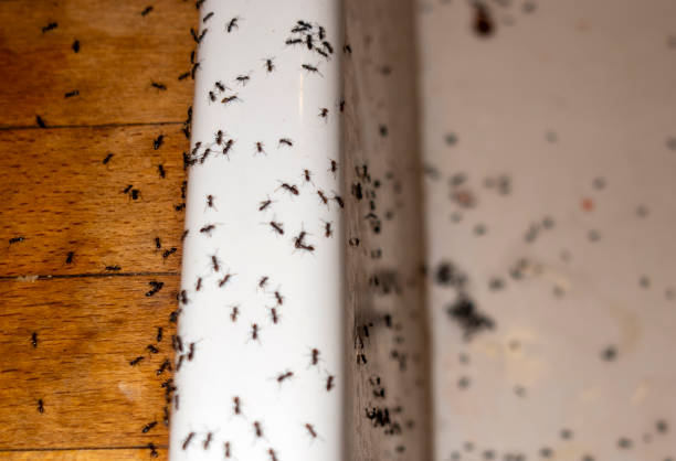 Best Cockroach Control Services  in Concord, MO