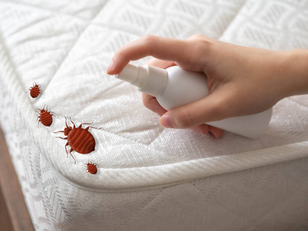 Best Spider Control Near Me  in Concord, MO